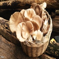 Oyster Mushroom Picture